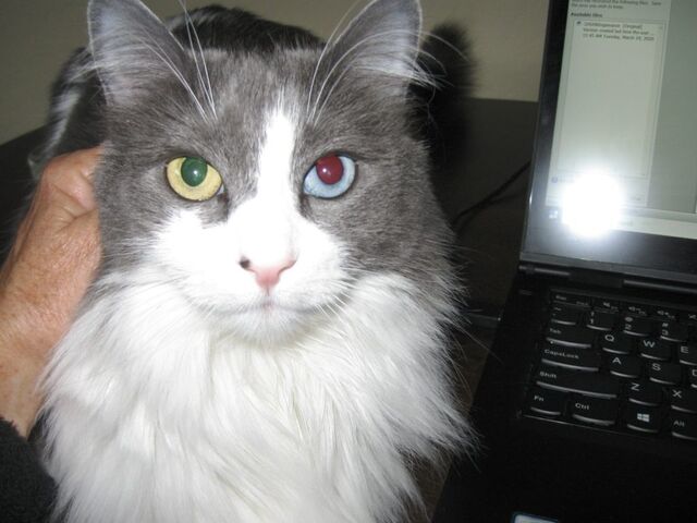 This is Roxy with her green eye and blue eye taking front and center on my desk as I started writing this blog post.