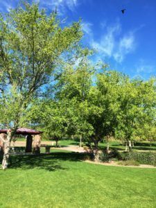 The leaves are budding out in the park