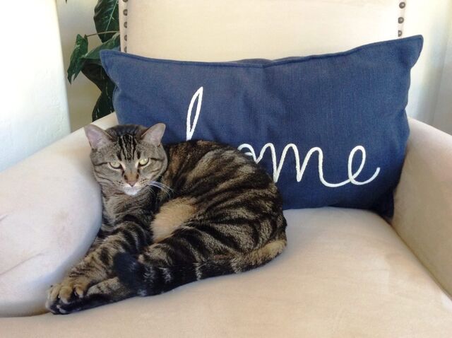 Chunky little Kinsey sitting in front of the "Home" pillow on the family room chair.  Shedding all over.