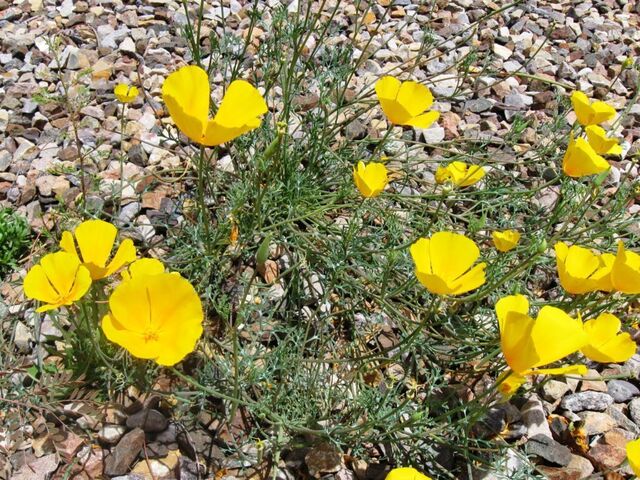 Yellow poppies that volunteered in the rocks in our backyard.