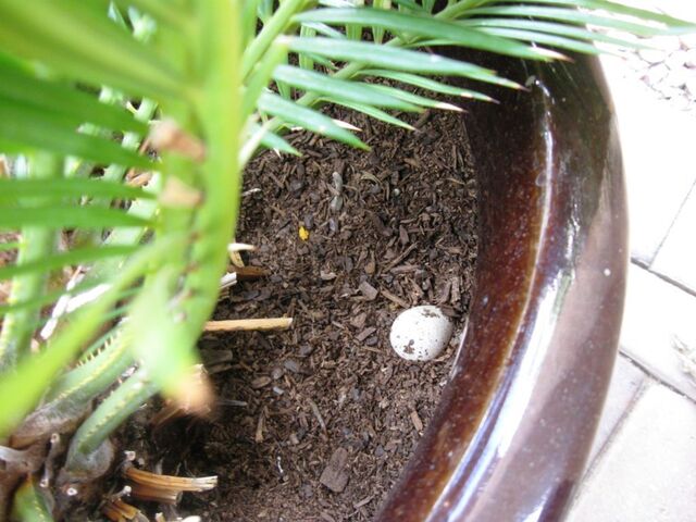 A small quail egg laid in our sego palm planter on our back patio.