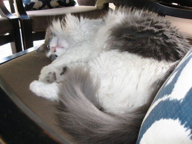 Roxy curled up under the patio table on one of the chairs after she opened the door herself and snuck outside.