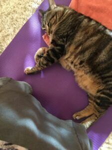 Chunky Kinsey sharing my yoga mat
