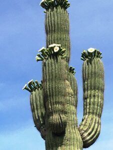 The majestic saguaros are starting to bloom