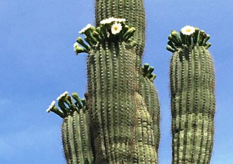 The majestic saguaros are starting to bloom