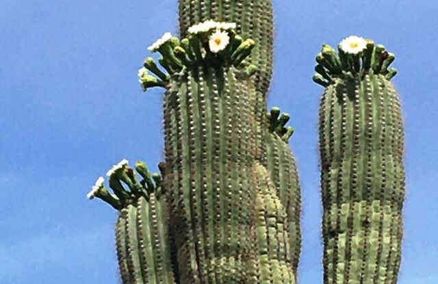 The majestic saguaros are starting to bloom