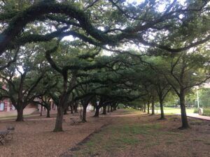 Live Oaks and More Texas Beauty - Corine A to Z